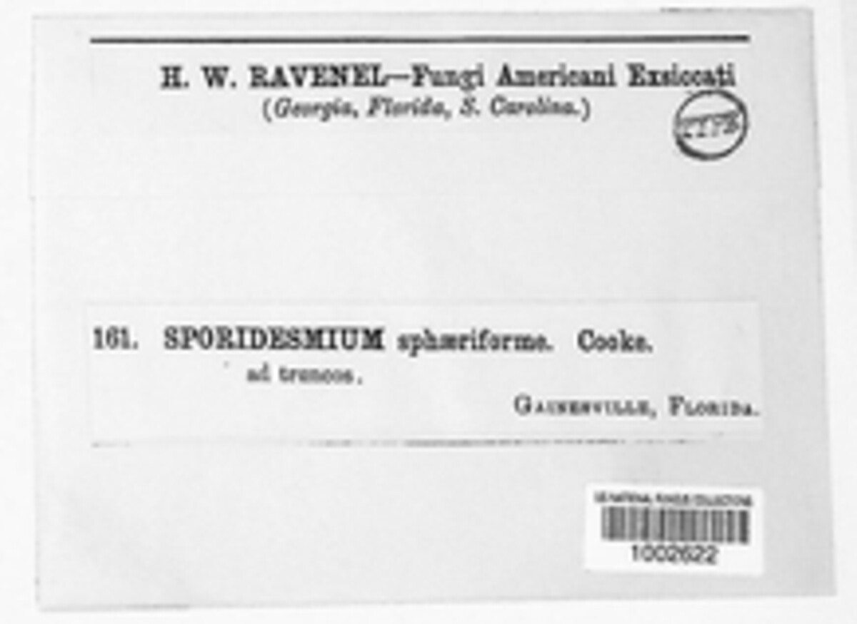 Sporidesmium sphaeriiforme image